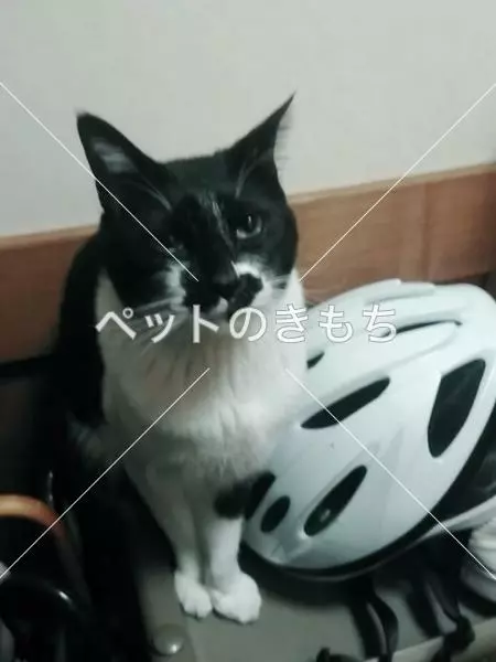 迷子猫の画像