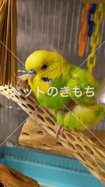 迷子鳥の画像