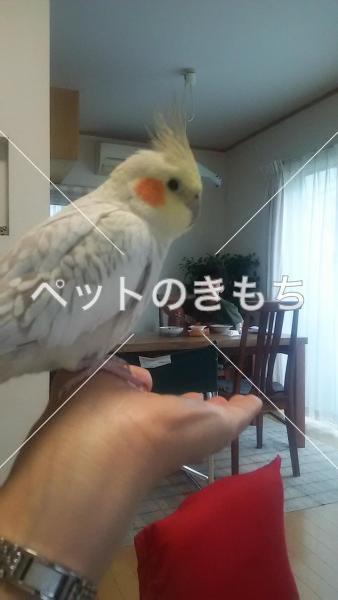 迷子鳥の画像