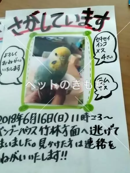 コメント投稿の画像