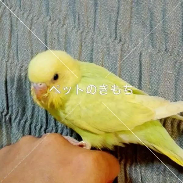迷子鳥の画像