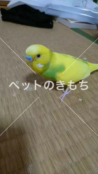 迷子鳥の画像