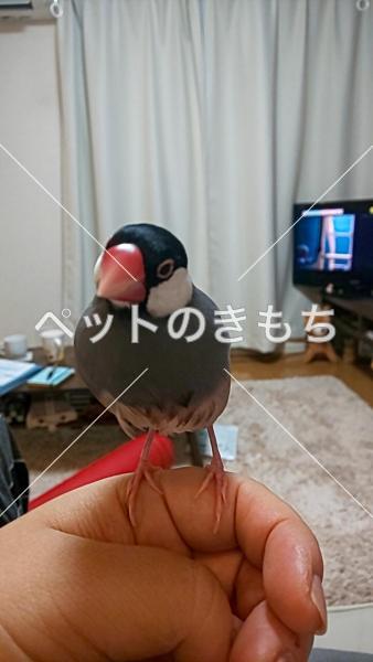 迷子鳥の画像