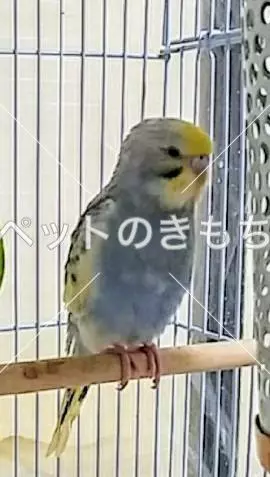 迷子鳥の画像