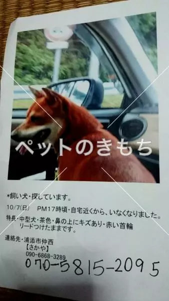 迷子犬の画像
