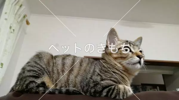 迷子猫の画像