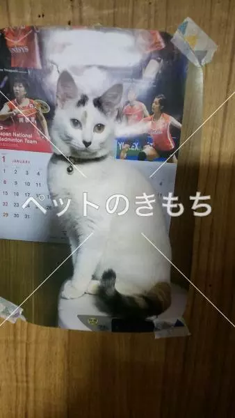 迷子猫の画像