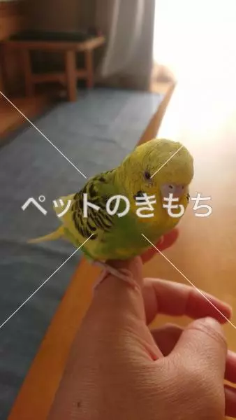 迷子鳥の画像