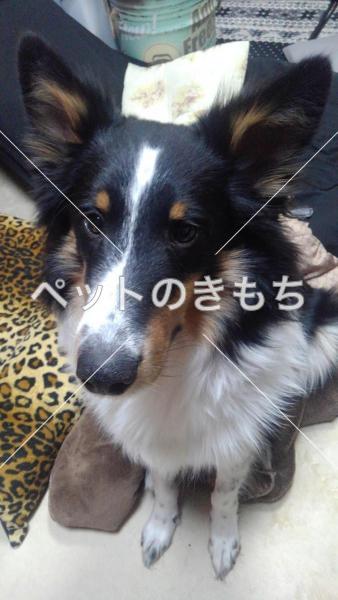 迷い犬の写真