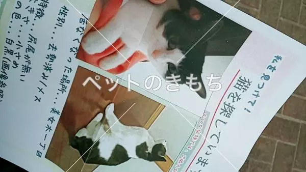 迷子猫の画像