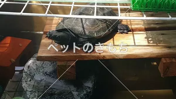 迷子ペットの画像