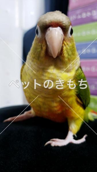 迷子鳥の画像