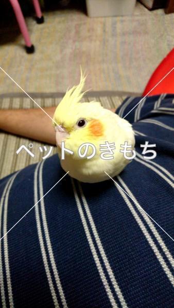 迷い鳥の写真