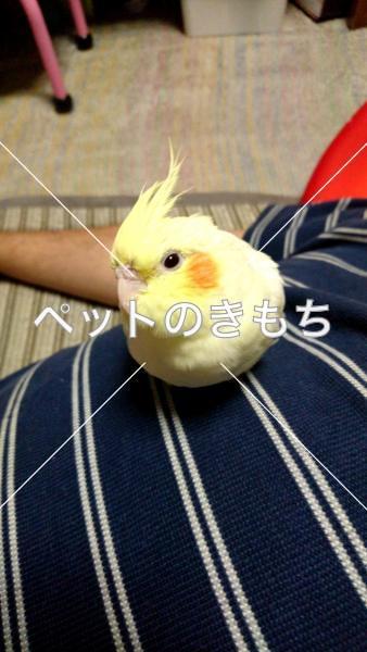 迷子鳥の画像