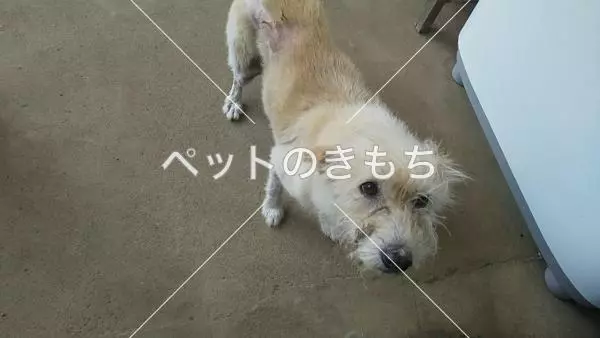 迷子犬の画像