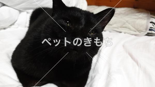 迷い猫の写真