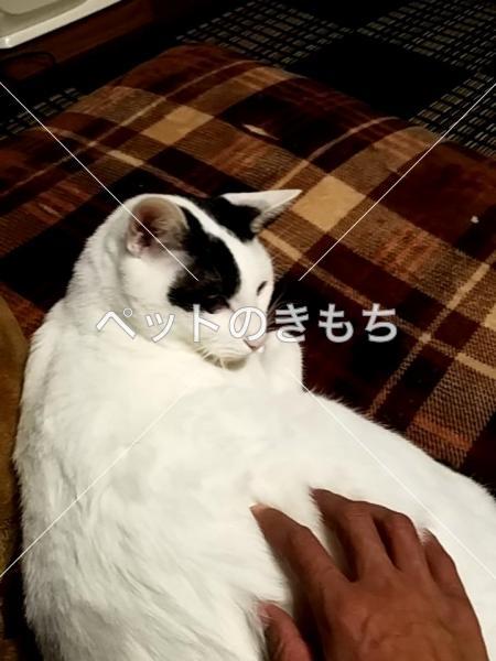 迷い猫の写真
