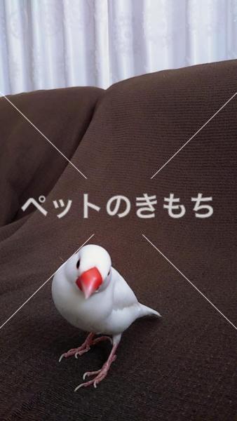 迷子鳥の画像