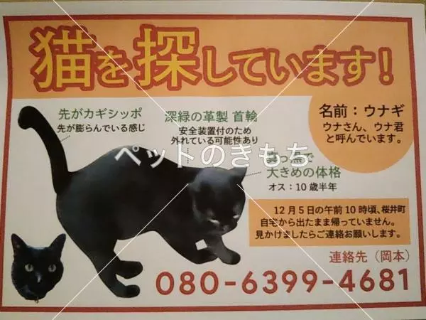 迷子猫の画像