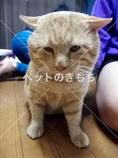 迷い猫の写真