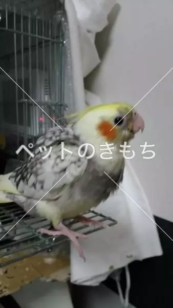 迷子鳥の画像
