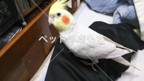 迷い鳥の写真