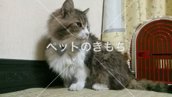 迷子猫の画像