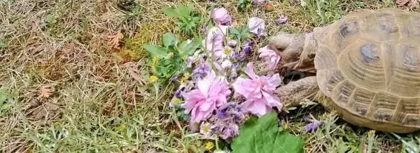 迷子ペットの画像