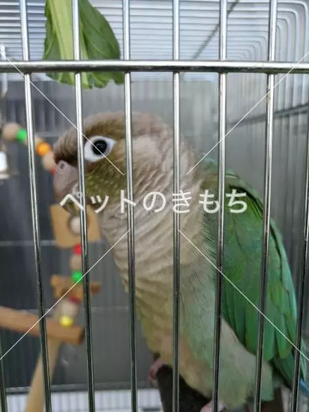 迷子鳥の画像