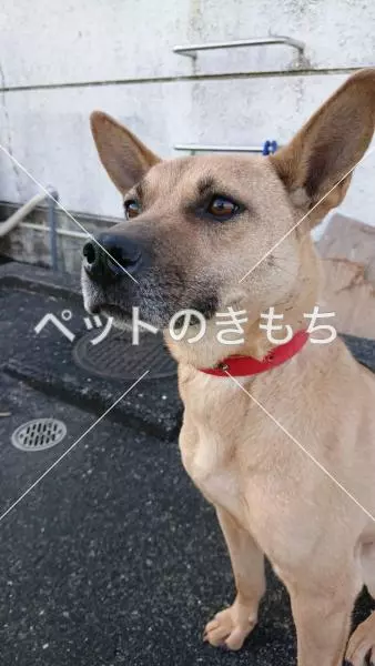 コメント投稿の画像