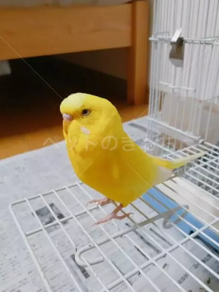 迷子鳥の画像