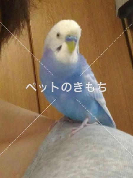 迷子鳥の画像