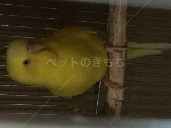 迷子鳥の画像