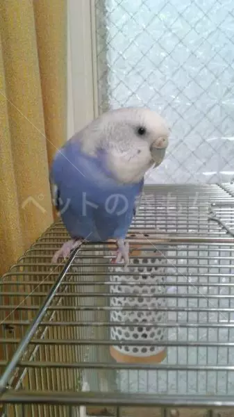 コメント投稿の画像