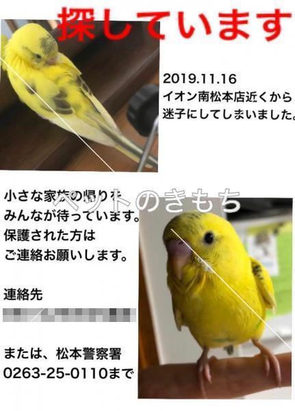 迷い鳥の写真