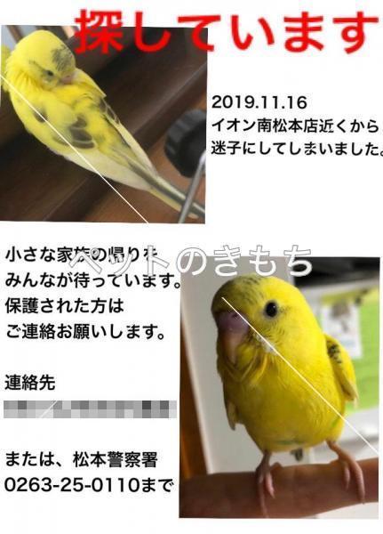 迷子鳥の画像