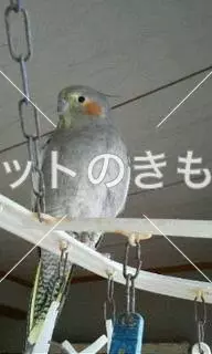 迷子鳥の画像