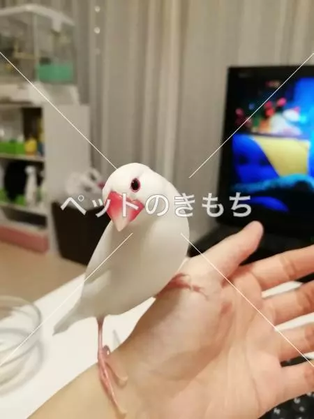 迷子鳥の画像