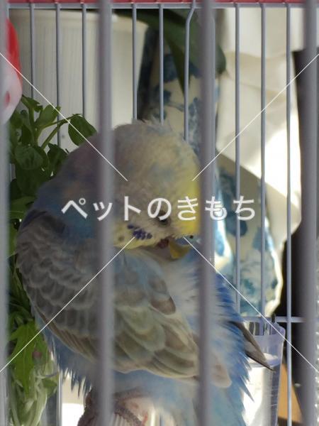 迷子鳥の画像