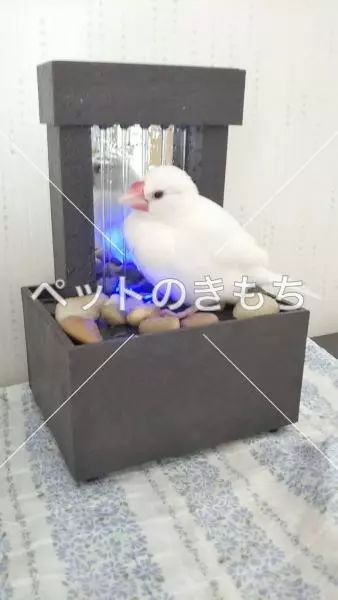 迷子鳥の画像