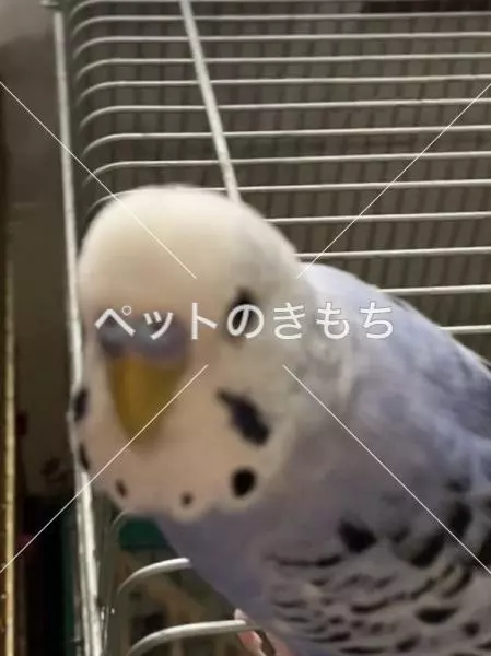 迷子鳥の画像