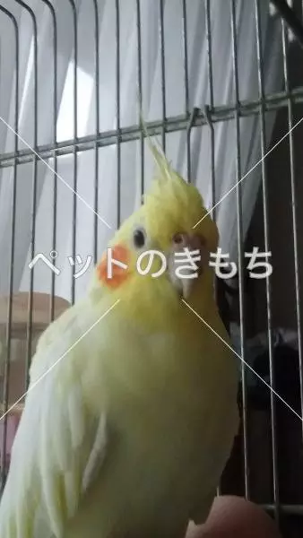 迷子鳥の画像