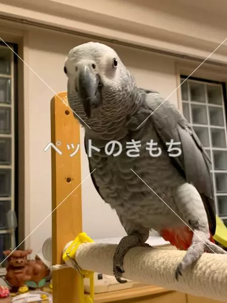 迷子鳥の画像
