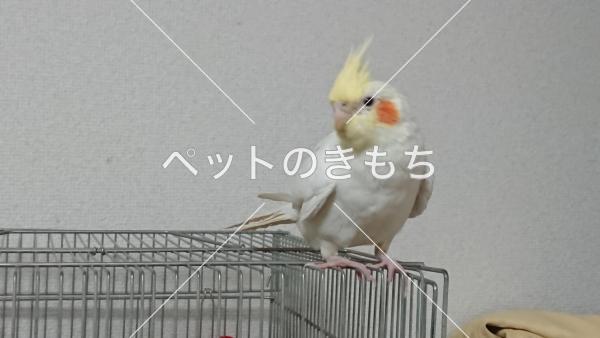 迷子鳥の画像