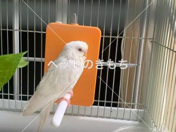 迷子鳥の画像