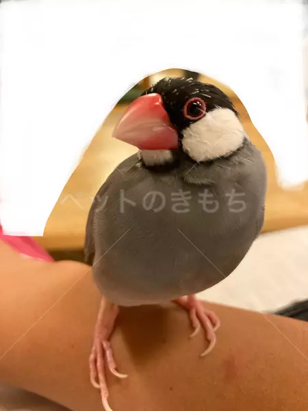 迷子鳥の画像