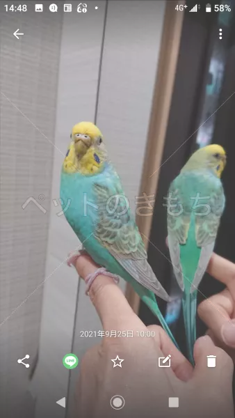 迷子鳥の画像