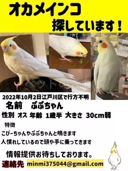 迷子鳥の画像