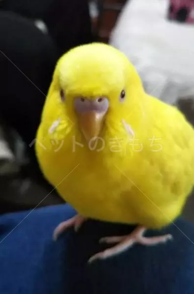 迷子鳥の画像