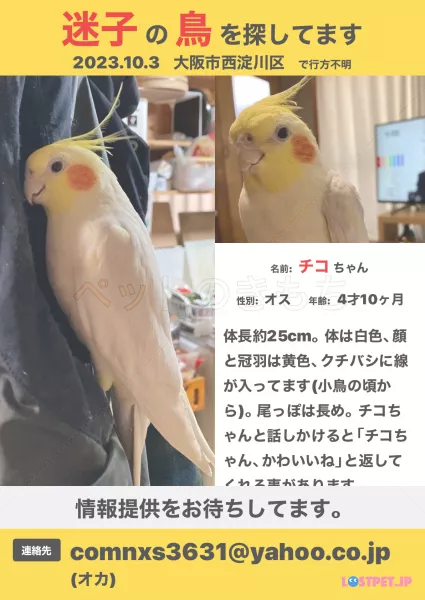 迷子鳥の画像